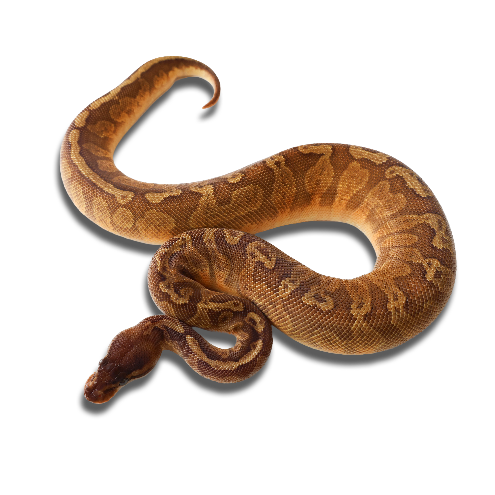 EK Reptiles 代辦 RGI 基因檢測服務